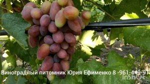 виноград Квазар