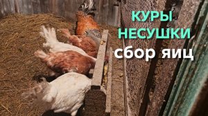 Мороз ослаб на один день и куры-несушки маленько порадовали меня