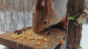 Немного о Модели. Зарисовка