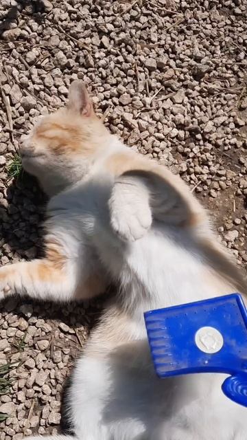 Животные.Сборник интересных моментов из жизни животных.Фильм9.Серия2.Часть1