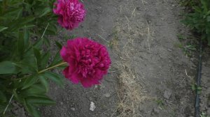 Пион 	Paul M Wild