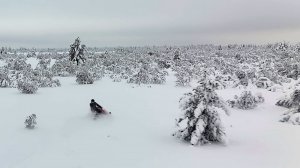На каневских болотах