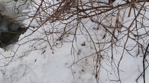 Как поймать бобра на проходе