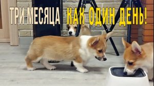 Оригинальные щенки корги пемброк😉☝