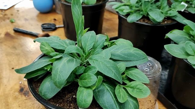 Рассада петуний растет как на дрожжах. Срочно нужно пересаживать.