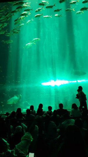 океанариум на острове Фукуок 🌴