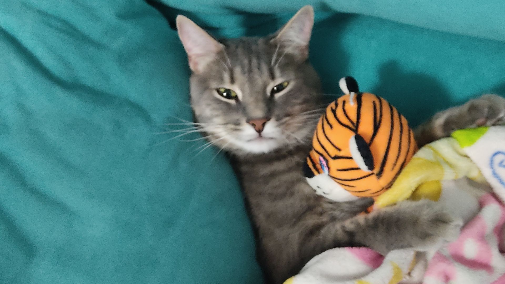 Кот Ваня и его диван в новой квартире.