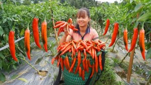 Сбор урожая сладкого перца чили для продажи на рынке. Работа в доме. Фуонг. Вьетнам