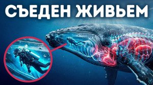 Дайвер, который провел 30 секунд внутри кита