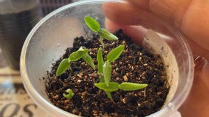 Посев семян перца на рассаду! Всхожесть отличная!