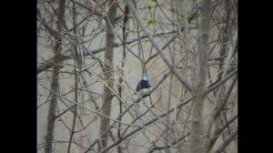 ПЕСНЯ СИНЕЙ МУХОЛОВКИ