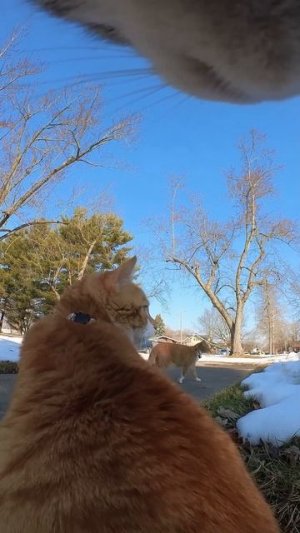 Cats capture mysterious flying objects! 👽🐿️🚁📣🐈