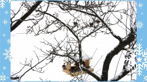 Зимовий парк Вижницький  2026