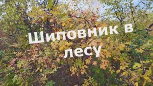 Шиповник собирали в лесу осенью. Полезная ягода. Запасаемся витаминами на целый год