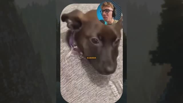 ВИРУСНЫЕ_ВИДЕО_Подборка_смешных_животных_№13