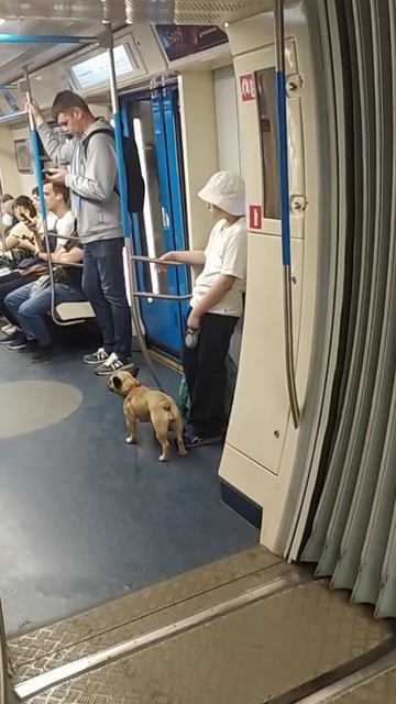 Dogs love to ride the subway too!A dog is a man's friend and it's good when a dog has a good friend!