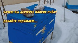 частное честное мнение о в жукове зачем вы держите плохих пчел давайте подумаем