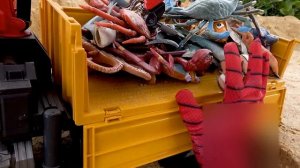 Машинки Bruder Грузовик для Перевозки Животных