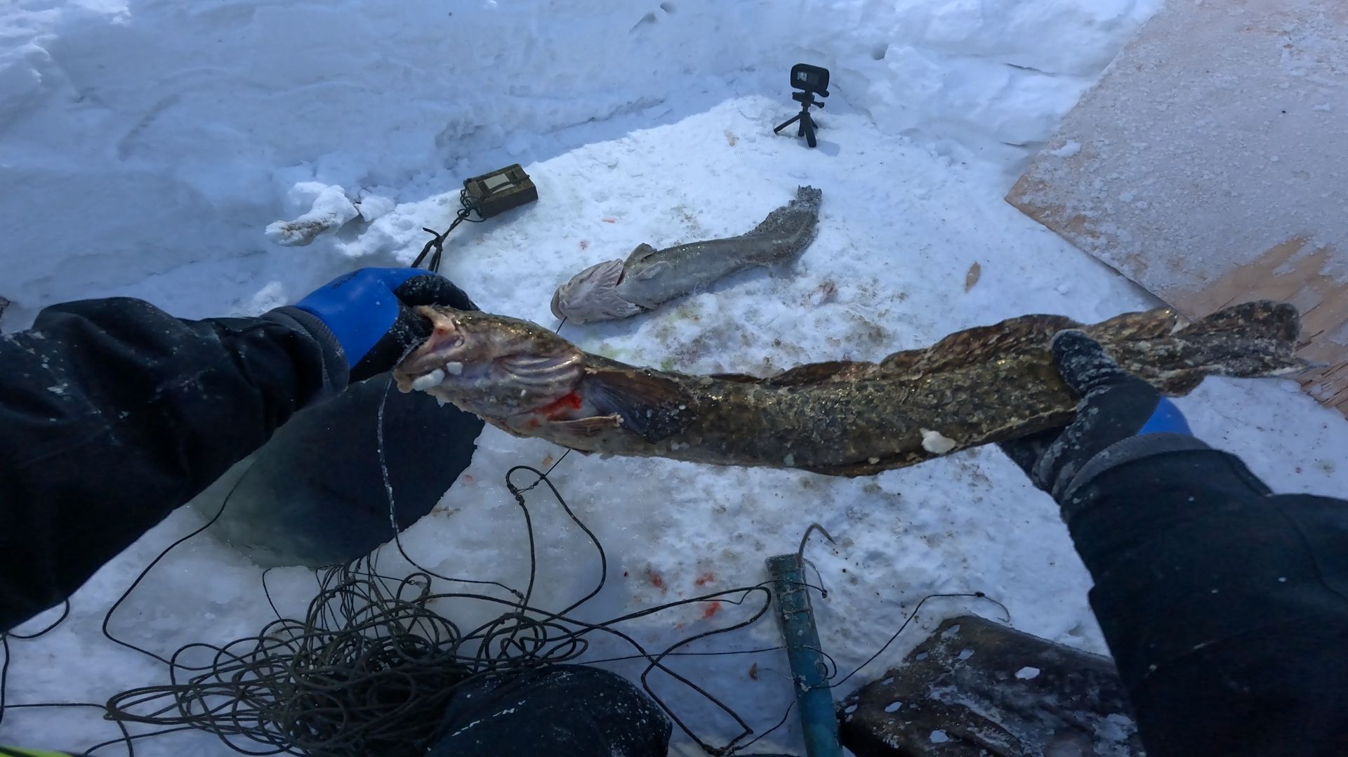 Рыбалка на Енисее | Перемет на налима | накосячил с наживкой | 28.02.2026 смотреть онлайн