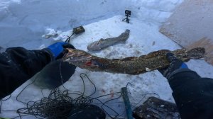 Рыбалка на Енисее | Перемет на налима | накосячил с наживкой | 28.02.2026