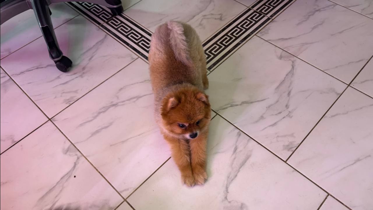 Сегодня у малышей день груминга, всем красоту навели. смотреть онлайн