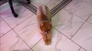 Сегодня у малышей день груминга, всем красоту навели.