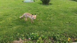 SWISSTOUCH ORIENTAL RESORT.ФЕВРАЛЬ 2026.
МОРЕ,ПЛЯЖ,ЖИВОТНЫЕ