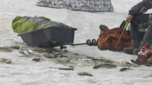 Рыбалка / 27 февраля 2026 года