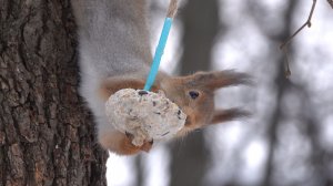 Немного о Балерине. Зарисовка
