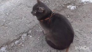 На улице котик Тишка.