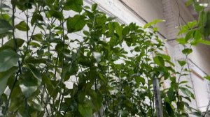 Цитрусовые в Петербурге