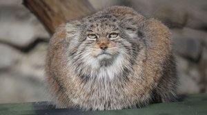 Манулы Жора и Мия устроили посиделки, а Домовенок с Брусничкой встречают кипера.