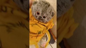 Мия заболела🤒😷
(2 часть)