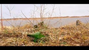 стрельба из рогатки ЧАСТЬ 42