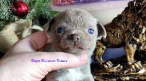 #лиловый_окрас_чихуахуа Гелиос #голубой_окрас_чихуа Винсент+79215950848 #продаю_щенков_чихуахуа