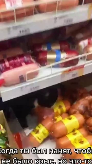 Смешные коты #112-8