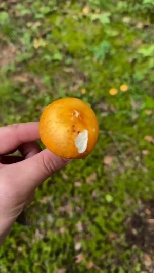 Видео от За Трофеем: Охота и Рыбалка