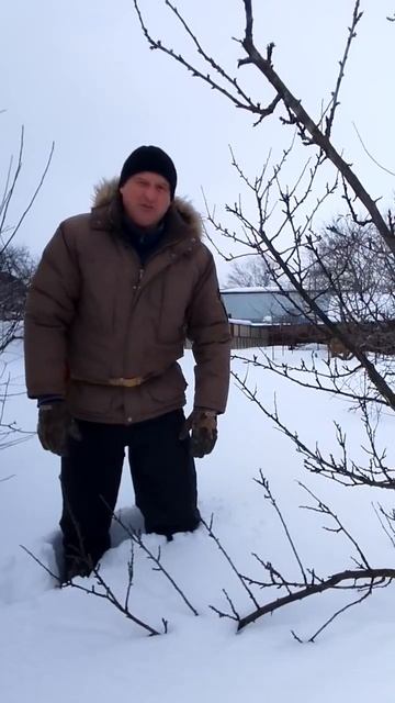 Освобождаем ветки деревьев от снега