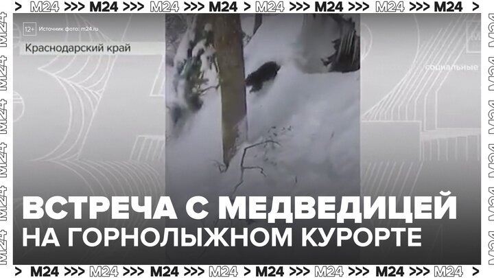 Новости регионов: сноубордисты чудом спаслись от погони медведицы в Красной Поляне - Москва 24 смотреть онлайн