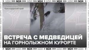 Новости регионов: сноубордисты чудом спаслись от погони медведицы в Красной Поляне - Москва 24