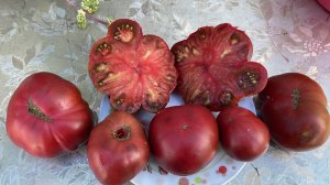 Пикирую Томатные Гномы и делюсь опытом.