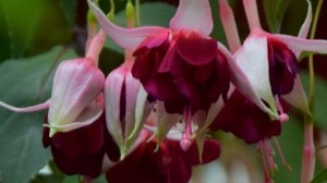 Штамб из фуксии  Далуна (Daluna).