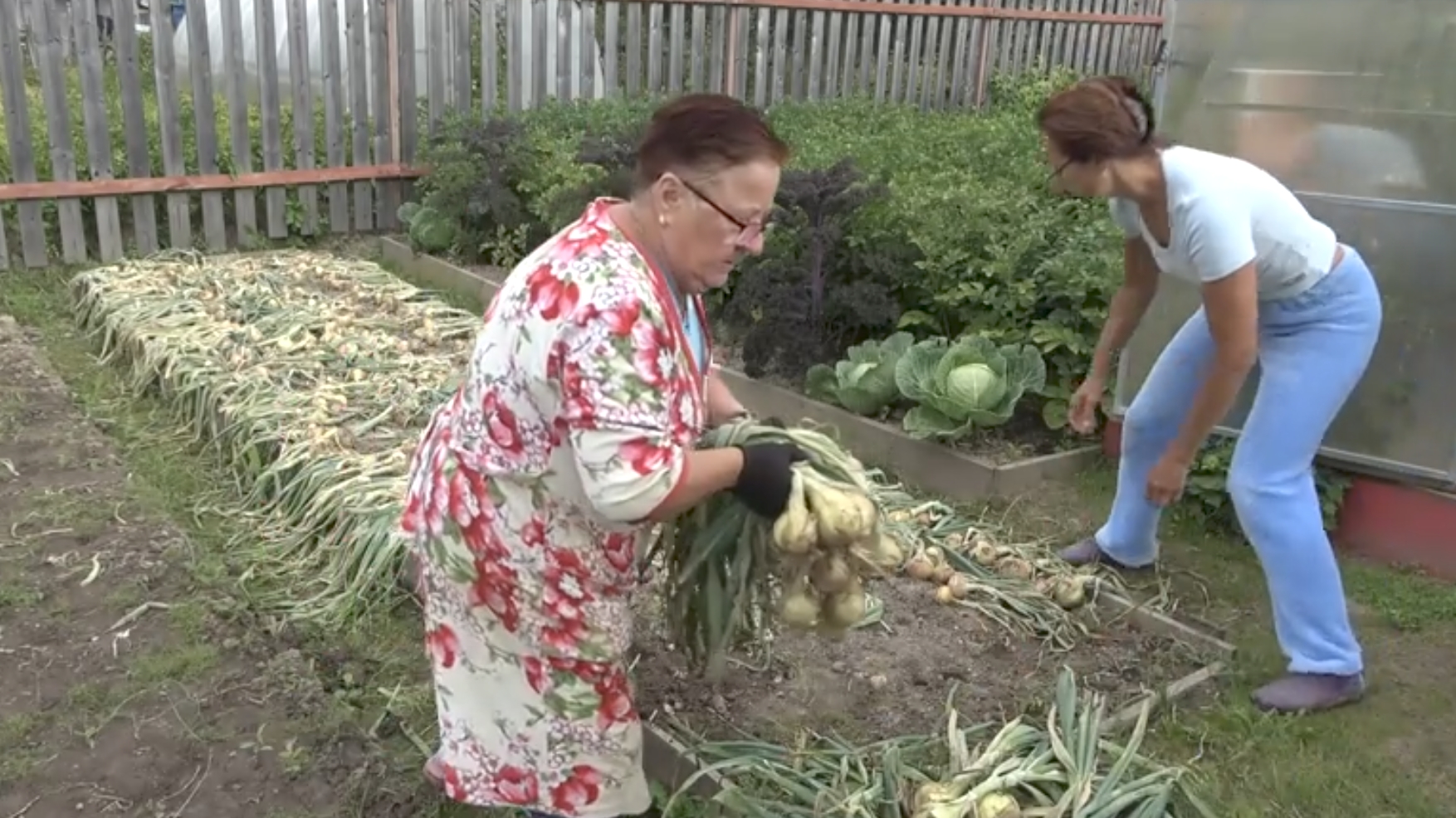 6 соток 23 июля 2021 года. Хроника. Уборка лука репки. 6 соток 23 июля 2021 года. Хроника. Уборка лука репки.