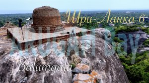 Шри-Ланка 🇱🇰 Sri Lanka Arugam Bay 🌴 #travel #srilanka #animals #arugambay