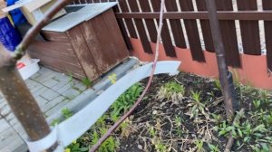 Посадили яблоню в мае 2025 года.