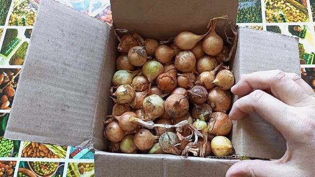 Лук Севок с ОЗОН, обзор 28.02.26