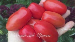 Томаты для консервирования. Часть 2. Сорта