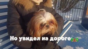 Дорога.🛤Ноги.🦶🤣🐶