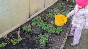 Весенние хлопоты в теплице