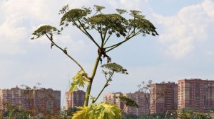 Массовую борьбу с опасными растениями начали в России